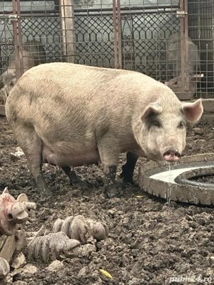 Scriafa disponibila - imagine 2 Scriafa disponibila - imagine 2