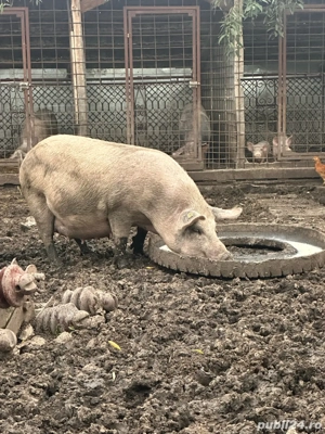 Scriafa disponibila - imagine 3 Scriafa disponibila - imagine 3