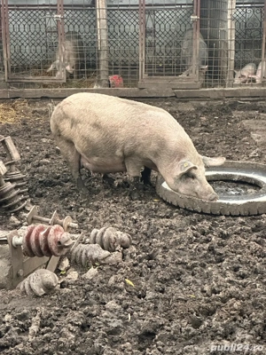 Scriafa disponibila - imagine 4 Scriafa disponibila - imagine 4