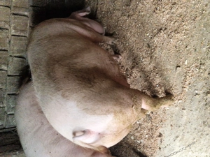 porci landras - imagine 3 porci landras - imagine 3