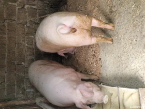 porci landras - imagine 4 porci landras - imagine 4