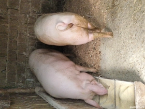 porci landras - imagine 5 porci landras - imagine 5