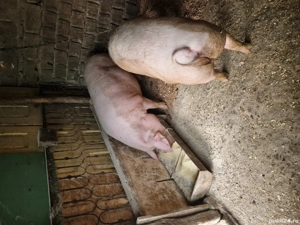 porci landras - imagine 2 porci landras - imagine 2