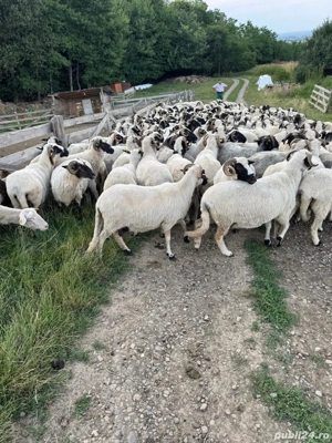 Cioban oi  - imagine 2 Cioban oi  - imagine 2