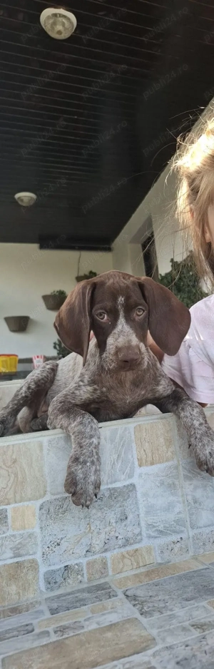 Vând pereche brac german