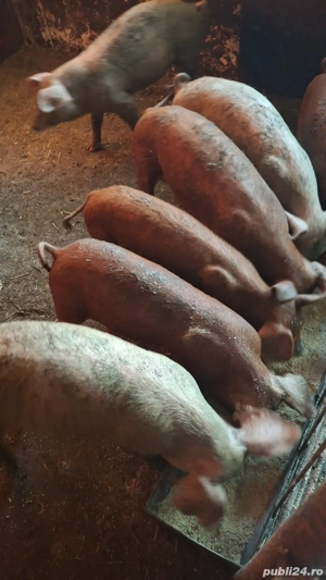 Purcei de 35-50 kg - imagine 2