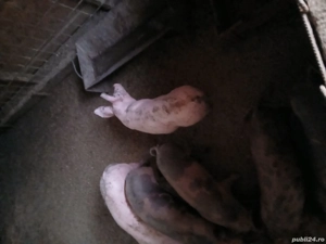 purcei pietrain belgian   landrace 