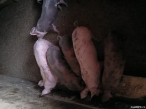 purcei pietrain belgian   landrace  - imagine 3 purcei pietrain belgian   landrace  - imagine 3