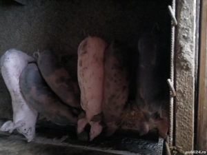 purcei pietrain belgian   landrace  - imagine 2 purcei pietrain belgian   landrace  - imagine 2