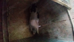 Vând Porc crescut la curte de 300 kg