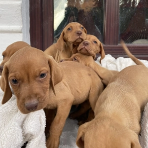 Vizsla Viszla Vijla Maghiara  - imagine 3