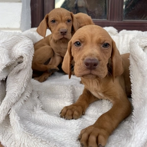 Vizsla Viszla Vijla Maghiara  - imagine 2