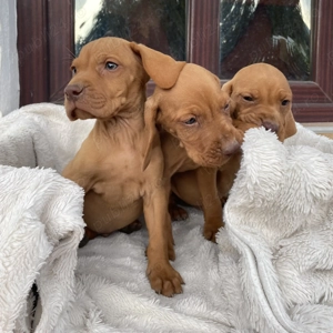 Vizsla Viszla Vijla Maghiara 