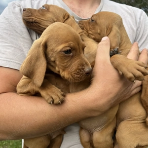 Vizsla Viszla Vijla Maghiara  - imagine 4