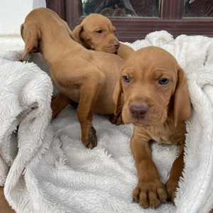 Vizsla Viszla Vijla Maghiara  - imagine 5