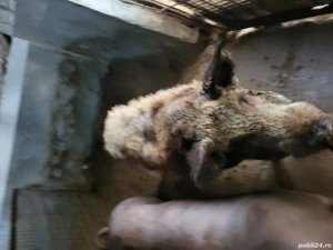 Vier mangalita sau schimb cu vitel  - imagine 2