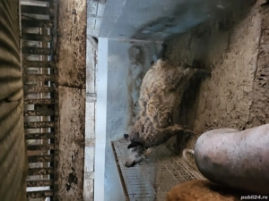 Vier mangalita sau schimb cu vitel 