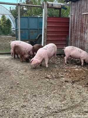 Purcei de vânzare  - imagine 4