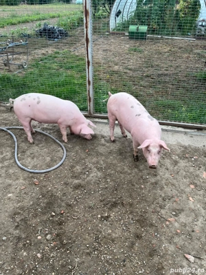 Purcei de vânzare  - imagine 2