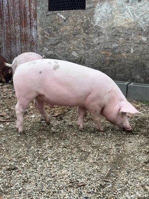 Purcei de vânzare  - imagine 3