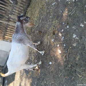 de vanzare  - imagine 3