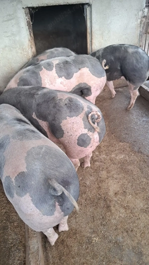 Vând porci grași  - imagine 2