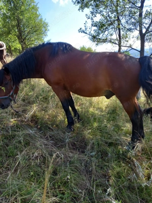 Cal de vanzare - imagine 4 Cal de vanzare - imagine 4