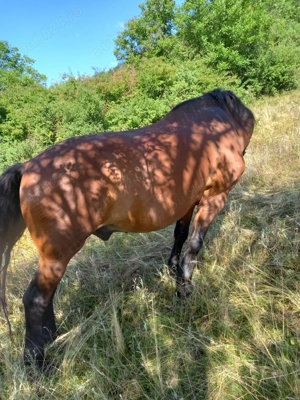 Cal de vanzare - imagine 3 Cal de vanzare - imagine 3