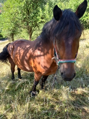 Cal de vanzare - imagine 2 Cal de vanzare - imagine 2