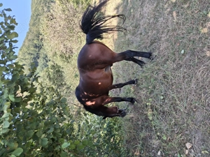 Cal de vanzare - imagine 5 Cal de vanzare - imagine 5