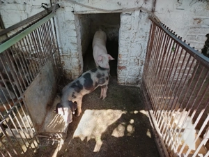 Vând purcei rasă de carne 