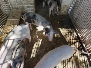 Vând purcei rasă de carne  - imagine 2