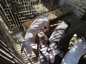 Vând purcei rasă de carne  - imagine 3