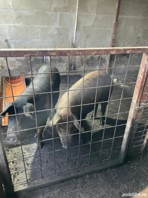Porci Mangalita somon și mangalita cu bazna 
