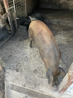 Porci Mangalita somon și mangalita cu bazna  - imagine 2 Porci Mangalita somon și mangalita cu bazna  - imagine 2