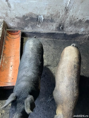 Porci Mangalita somon și mangalita cu bazna  - imagine 3 Porci Mangalita somon și mangalita cu bazna  - imagine 3