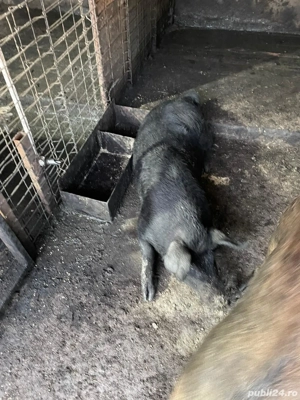 Porci Mangalita somon și mangalita cu bazna  - imagine 4 Porci Mangalita somon și mangalita cu bazna  - imagine 4