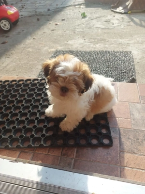 Vand catelus Shih Tzu