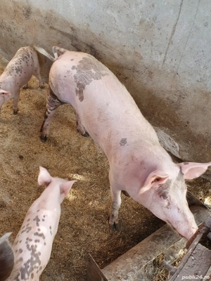Porci de vanzare, 5luni - imagine 2 Porci de vanzare, 5luni - imagine 2