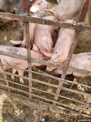 Porci de vanzare, 5luni - imagine 5 Porci de vanzare, 5luni - imagine 5