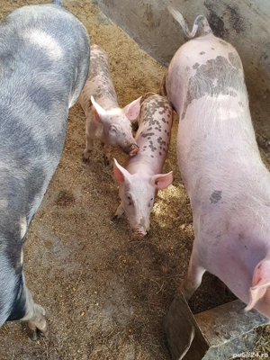 Porci de vanzare, 5luni - imagine 3 Porci de vanzare, 5luni - imagine 3