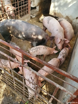 Porci de vanzare, 5luni - imagine 4 Porci de vanzare, 5luni - imagine 4