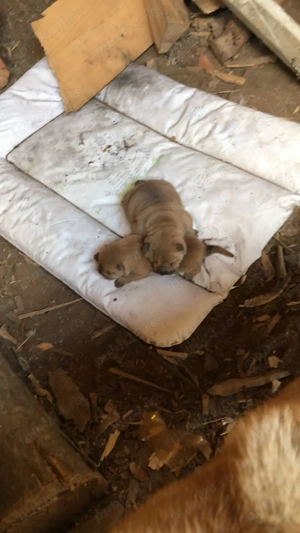 Pui, rasa Shar-Pei - imagine 4  Pui, rasa Shar-Pei - imagine 4