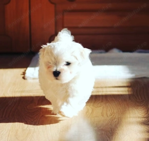 Bichon maltez 650 lei - imagine 2