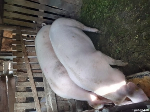 marele alb - imagine 3 marele alb - imagine 3