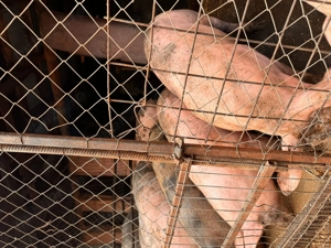 Porci de vanzare Olt