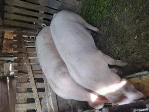 marele alb - imagine 4 marele alb - imagine 4