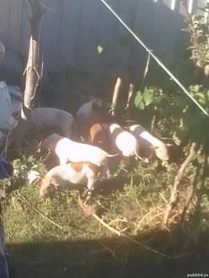 vand purcei - imagine 2