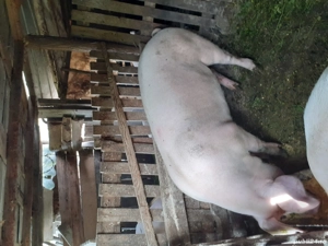 marele alb - imagine 7 marele alb - imagine 7