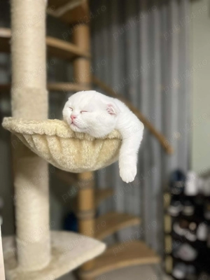 Schotish fold fetita